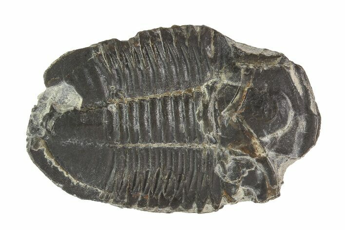 Asaphiscus Trilobite (Molt) - Wheeler Shale, Utah #91882